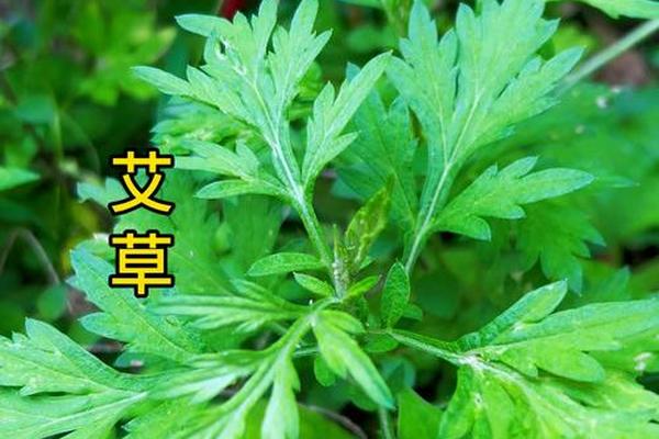 亚洲国产精品艾草